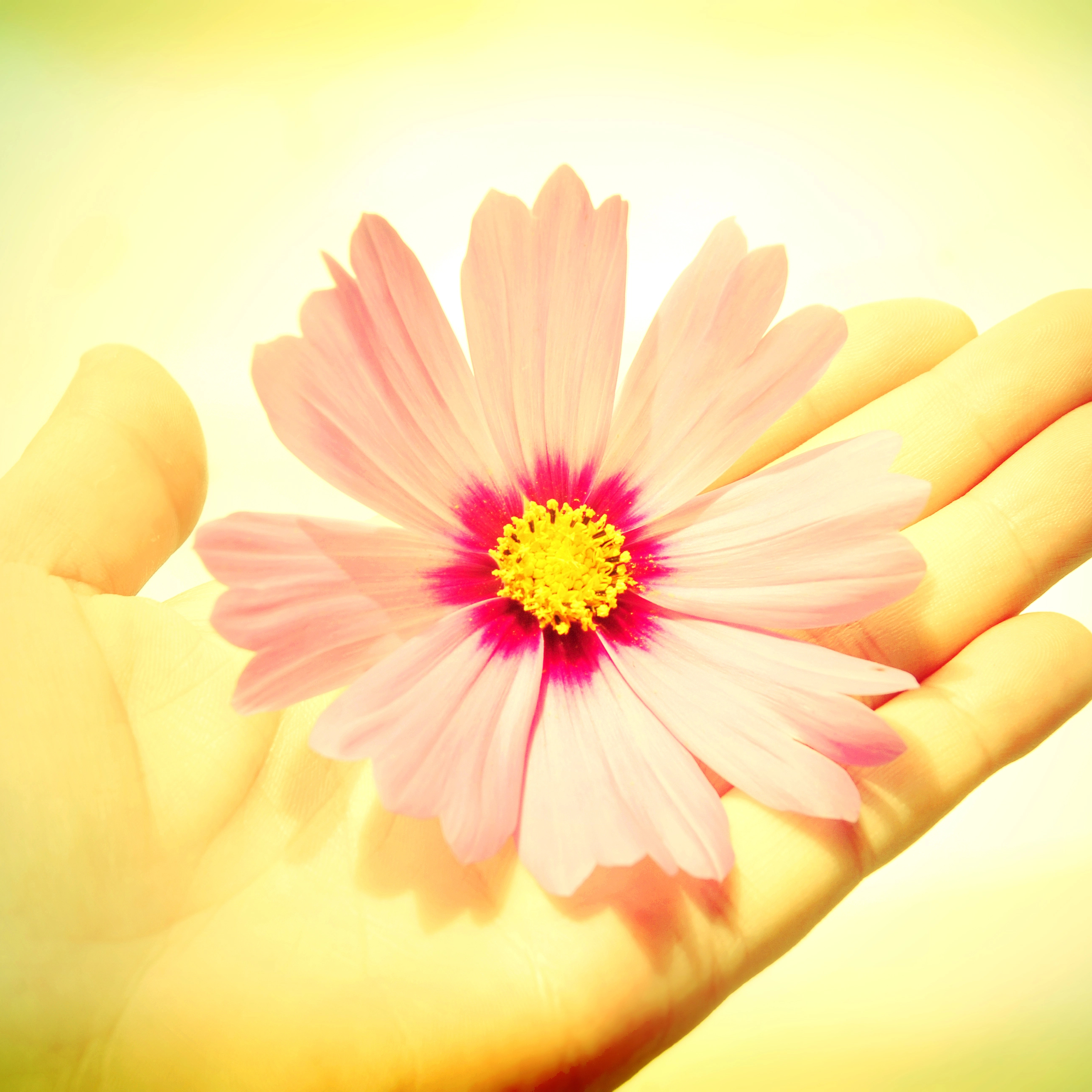 Hand holding a flower