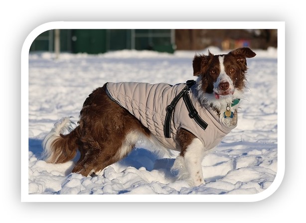 Dog in Snow