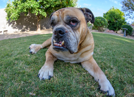 English Bulldog